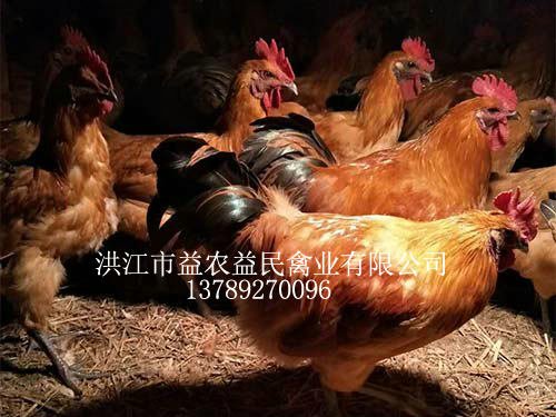 红冠乌皮黄羽